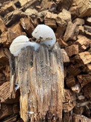 Spongiporus leucospongia