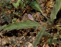 Solanum esuriale