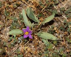 Solanum esuriale