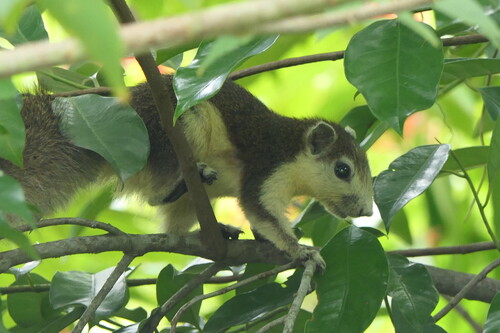 Callosciurus observed 2026-10-28