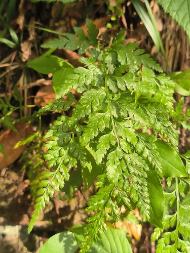 Asplenium adiantum-nigrum observed 2026-10-28