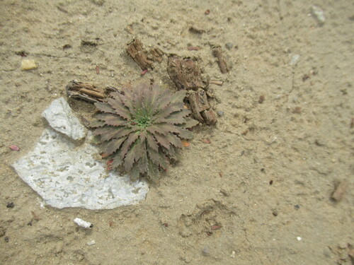 Androsace septentrionalis, 2026-08-26