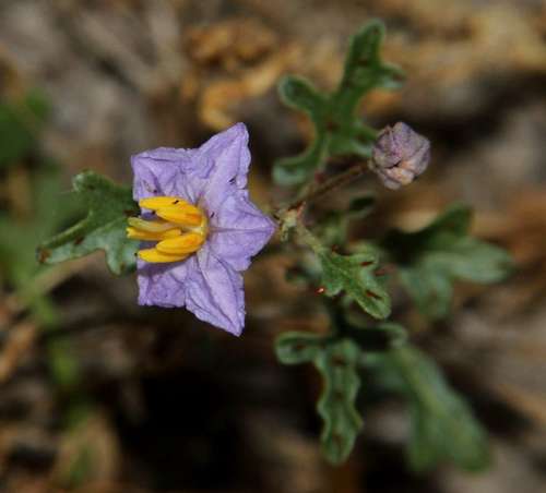 Image of Solanum lacunarium by (c) Russell Best, some rights reserved (CC BY)