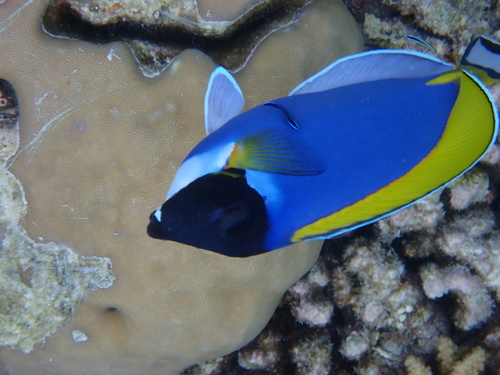 Acanthurus observed 2026-10-27