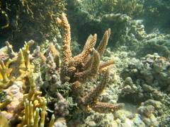 Acropora florida