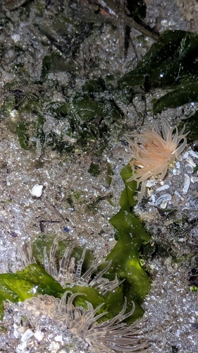 Anthopleura observed 2026-10-27