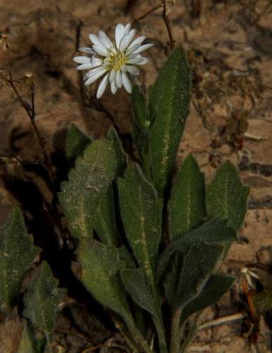Image of Calotis scabiosifolia by (c) Russell Best, some rights reserved (CC BY)