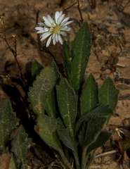 (c) Russell Best, some rights reserved (CC BY) Calotis scabiosifolia, photograph (c) Russell Best, some rights reserved (CC BY)