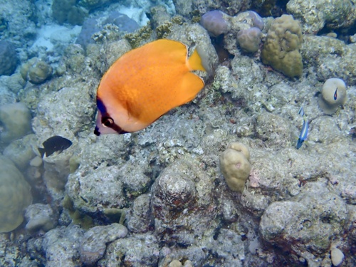 Chaetodon kleinii observed 2026-10-27