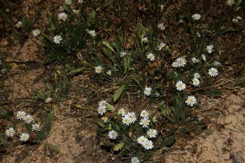 Image of Calotis scabiosifolia by (c) Russell Best, some rights reserved (CC BY)