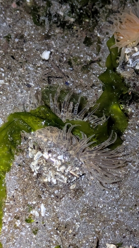 Anthopleura observed 2026-10-27