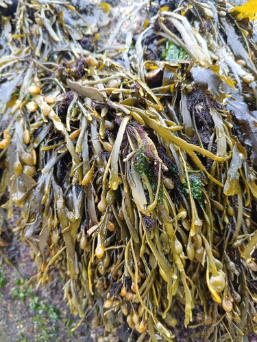 Ascophyllum nodosum observed 2026-10-28