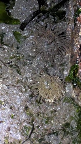 Anthopleura observed 2026-10-27