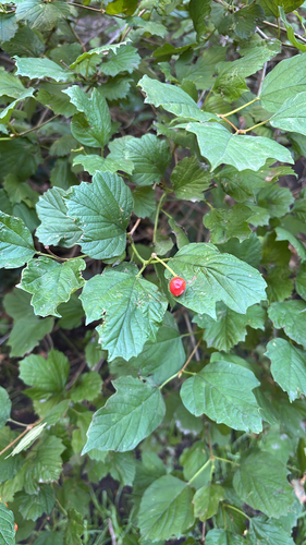 Viburnum observed 2026-10-28