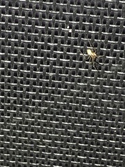 Araneae