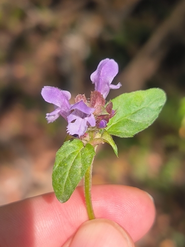Prunella vulgaris observed 2026-10-28
