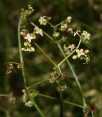 Asperula gemella