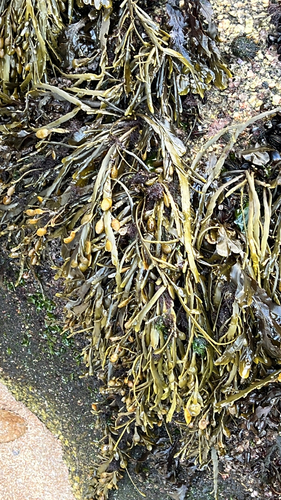 Ascophyllum nodosum observed 2026-10-28