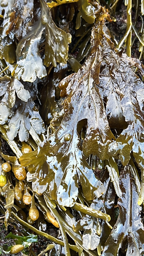 Fucus vesiculosus observed 2026-10-28