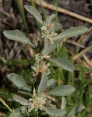 Atriplex leptocarpa