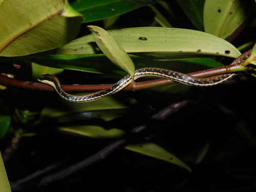 Dendrelaphis pictus observed 2026-10-25