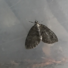 Hydriomena impluviata