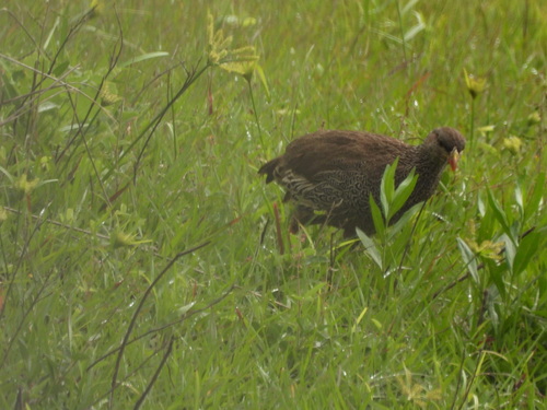 Francolinus francolinus observed 2026-10-28