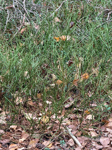 Vaccinium myrtillus observed 2026-10-28
