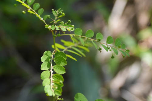 Phyllanthus tenellus observed 2026-10-28