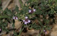 Verbena supina