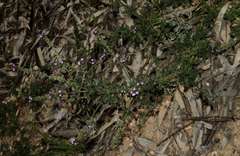 Verbena supina
