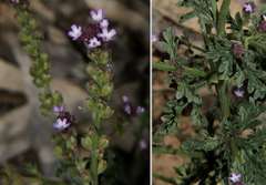 Verbena supina