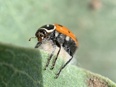 Dinocampus coccinellae paralysis virus