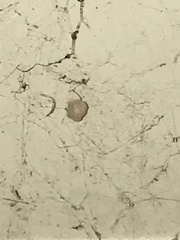 Araneae