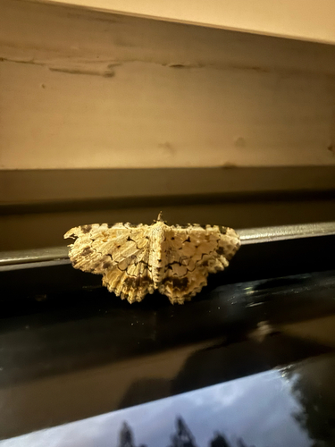 Fungi observed 2026-10-28