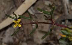 Roepera angustifolia