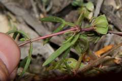 Roepera angustifolia
