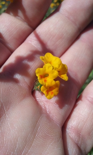 Image of Bent-Flowered Fiddleneck (Amsinckia lunaris) by no rights reserved