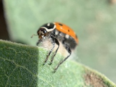Dinocampus coccinellae paralysis virus