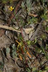 Roepera angustifolia