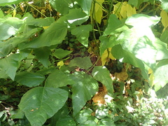 Erythrina ×sykesii