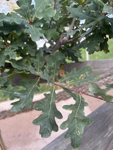 Quercus robur observed 2026-10-28