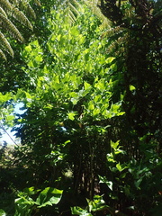Erythrina ×sykesii
