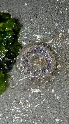 Anthopleura observed 2026-10-27