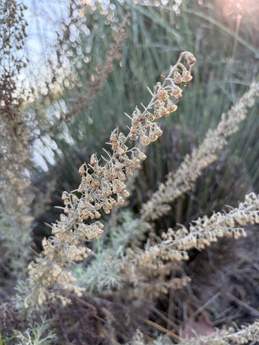 Artemisia californica, 2026-10-27