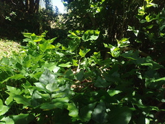 Erythrina ×sykesii
