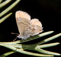 Theclinesthes serpentata serpentata