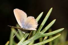 Theclinesthes serpentata serpentata