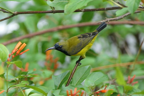 Cinnyris jugularis observed 2026-10-28