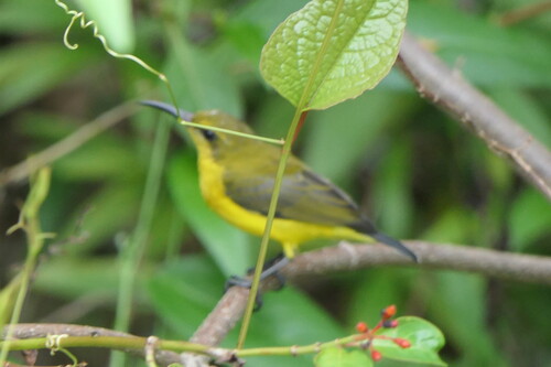 Cinnyris jugularis observed 2026-10-28